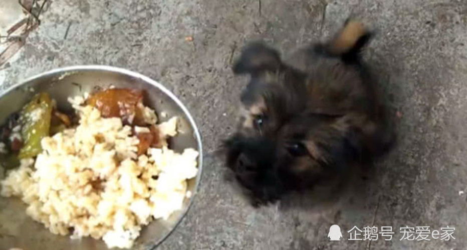 小土狗正在吃饭,一群鸡想过来分一杯羹,狗狗的
