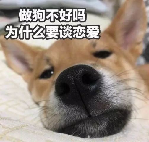 今日份gif舔狗表情包:我心爱的狗东西在吗?