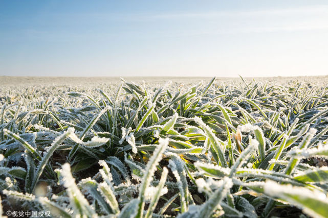 农作物种植过程中,遇到冬季寒冷天气,还能喷施农药吗?