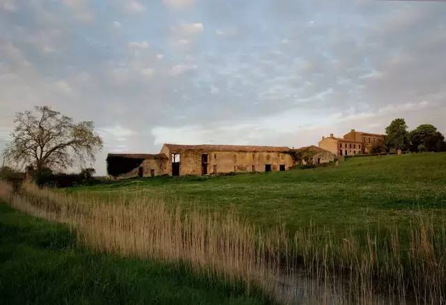 她离异又再婚,带着8个孩子20条狗,去乡下做农