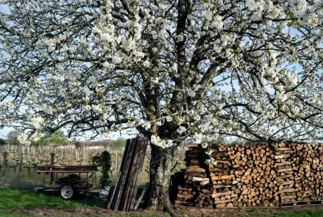 她离异又再婚,带着8个孩子20条狗,去乡下做农