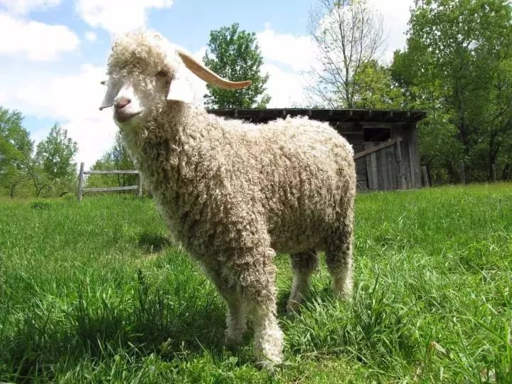物种日历:小绵羊人畜无害的"羊设"怎么来的?主要源自群居性