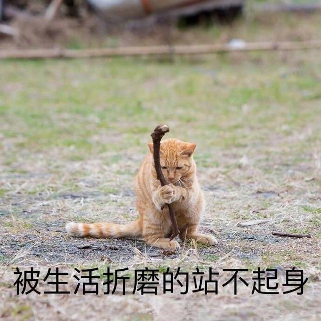 三只流浪猫的日常生活,老三会打拳,老二会跳舞