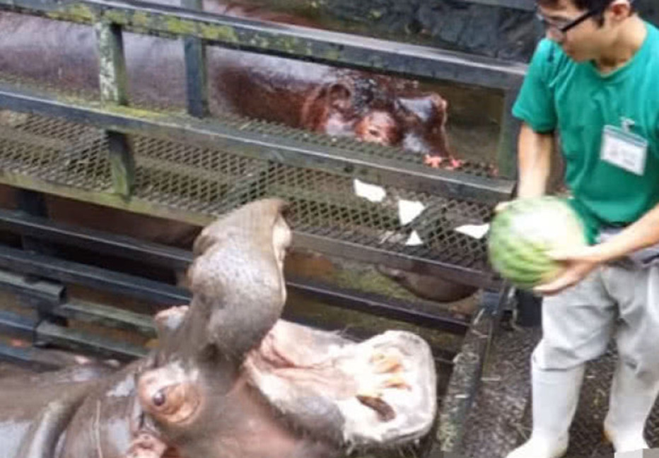 西瓜扔给河马,咬下嘴的一刻,让人情不自禁打起