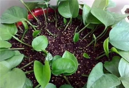 养绿萝,半月浇一次这个水,不黄叶、叶绿枝壮,6