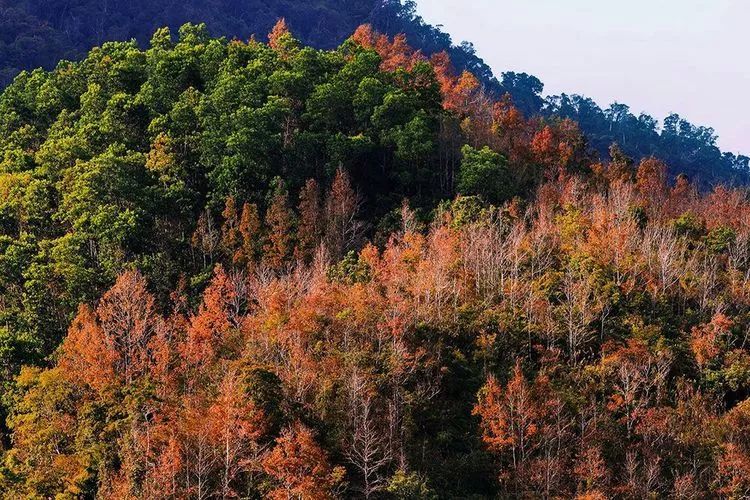 当你亲历五指山枫叶的红 散落一地枯叶的黄 原始森林的绿 清澈天空的