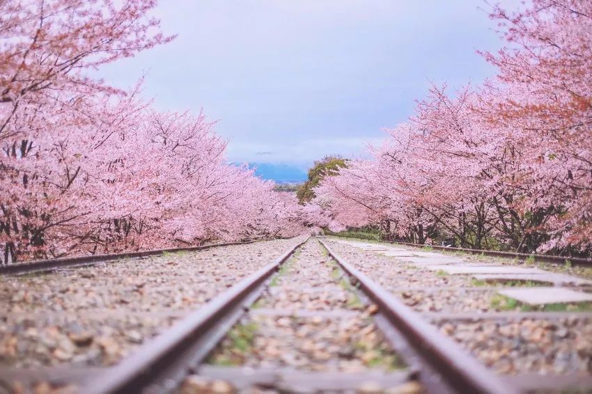 2019年日本樱花最前线,看这一篇就够了