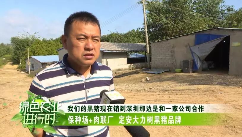 【定安】养殖定安黑猪 养出大好"钱"景
