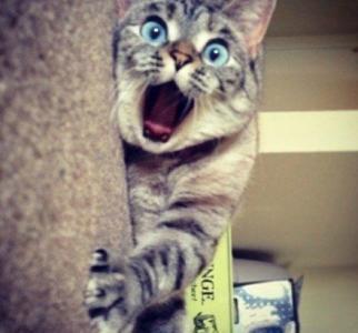 搞笑表情包:猫咪们究竟看到了什么,让它们如此惊讶?