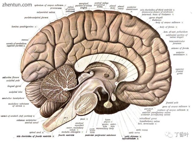 人脑在矢状面上一分为二,显示胼胝体的白质   人脑功能区域图