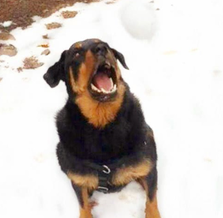 狗一个表情,狗狗毫不犹豫接住后,挤出1了整套雪球表情包的花扔掉把图片