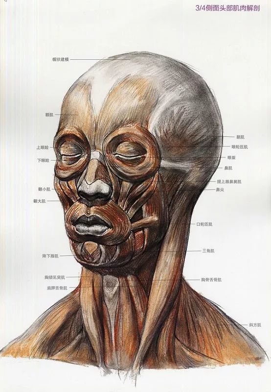 骨骼肌肉关系 头部的空间结构象六面体一样占有三度空间,头部的空间