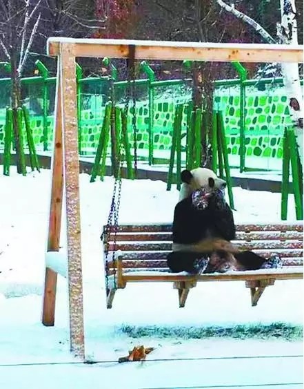 四川熊猫见到北方大雪激动成“狗” 满地翻滚(图)