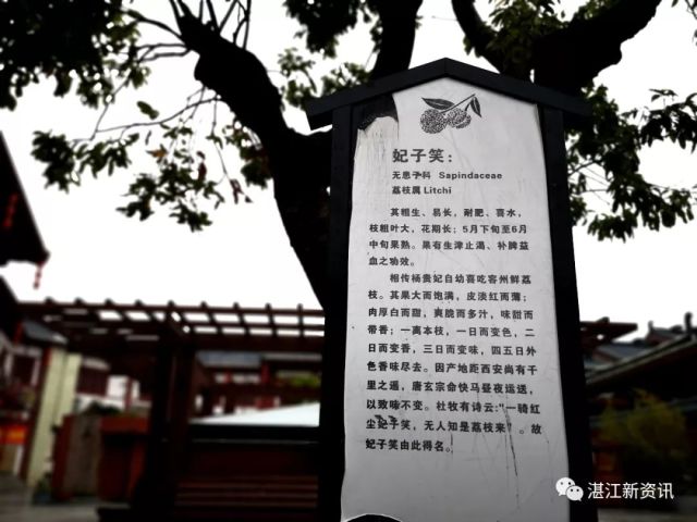 梦回千年唐朝之杨贵妃故里 容州古城