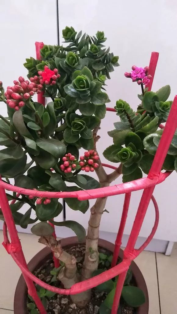 蟹爪兰的嫁接-长寿花嫁接的花友不多,蟹爪兰嫁接的花友就很多了.