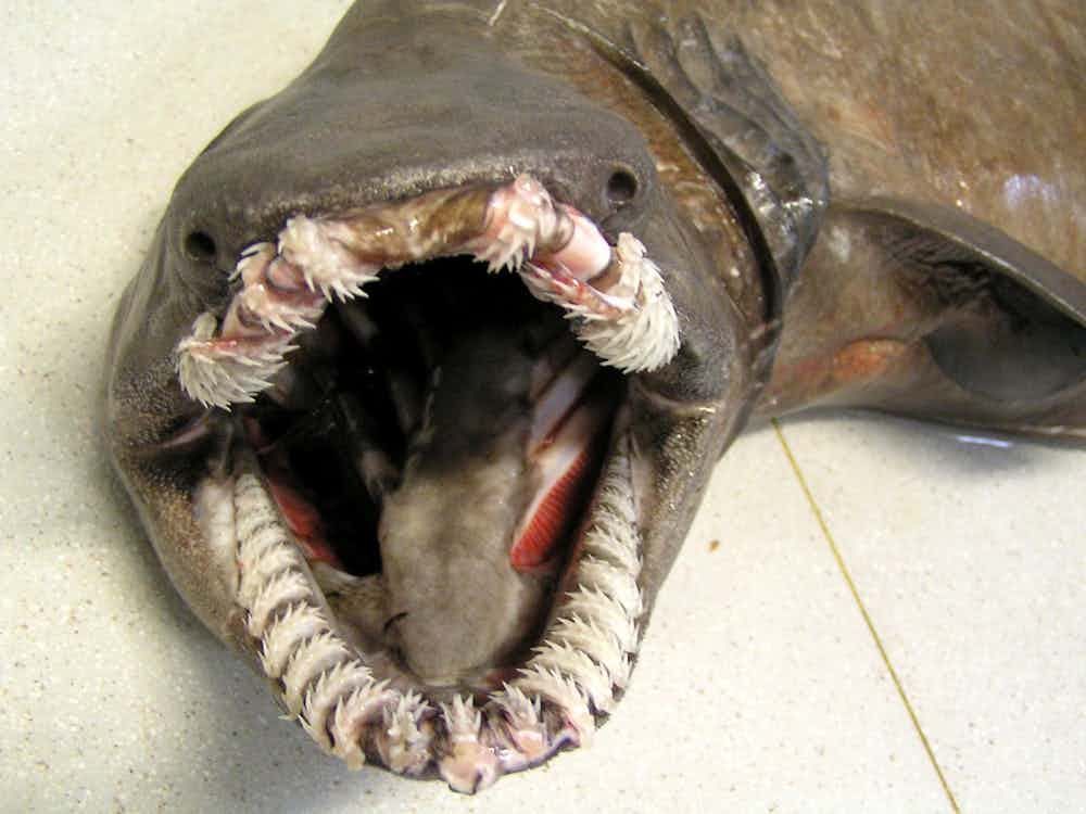 最让人恐惧的5种生物,看来看去,食人鱼长得最"温柔"