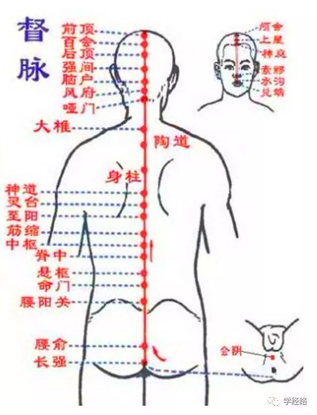 【督脉】经络穴位图讲解