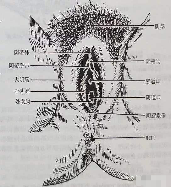 为什么女性容易患上泌尿系统感染?这和男性有一定的