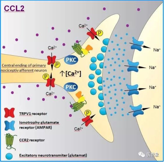 新辅助化疗失败竟是因为外泌体,外泌体帮助癌