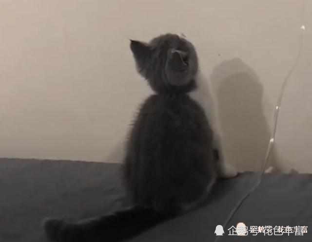 主人生病输液,猫咪认真盯着药瓶,真是一个贴心小棉袄