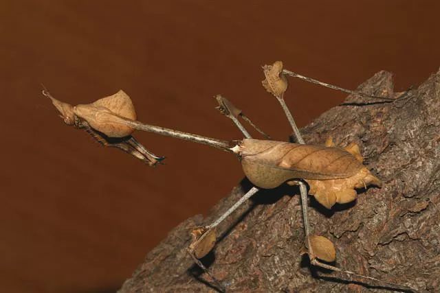 基菱背螳即马来西亚巨人盾螳螂,简称马盾,是位大个头的螳螂美人,瞧它