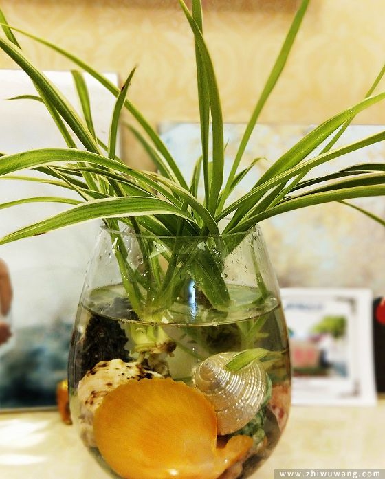 栽种植物,水培转土培避免植物被伤害有什么技巧?