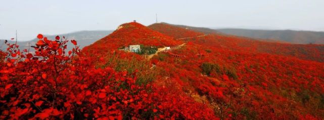 免费赏红！2019焦作（青天河）红叶节本月16日 开幕！