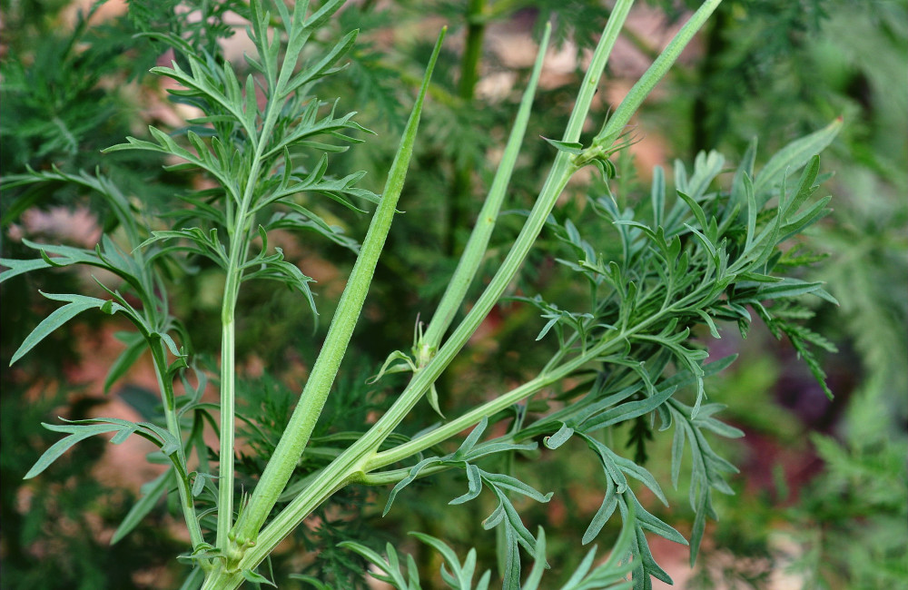 农村一种野草,常被错认成艾草,果实似羊角,对风湿有