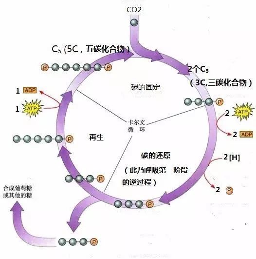 这就是光合作用暗反应的过程.当然也有一个很洋气的名字:卡尔文循环.