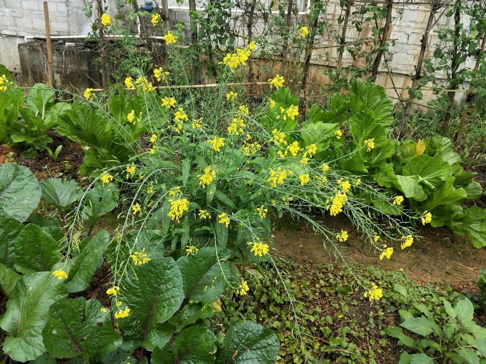 农村人的真实生活,有一个自家的菜园,什么菜都有