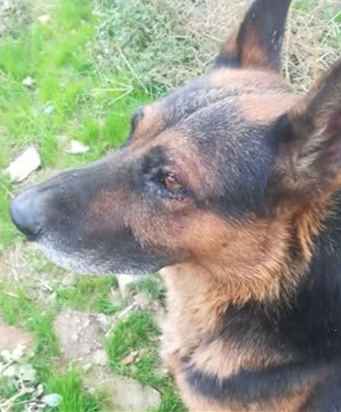 狗狗亲眼目睹主人出事故,伤心把眼睛哭肿了,网