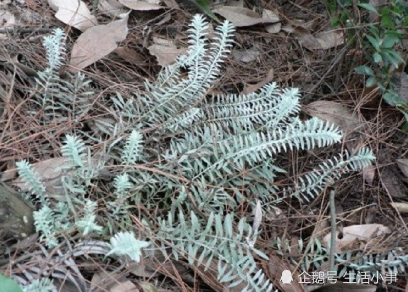 山里这种名叫"白毛鹿茸草"的植物,见到请珍惜,是一味