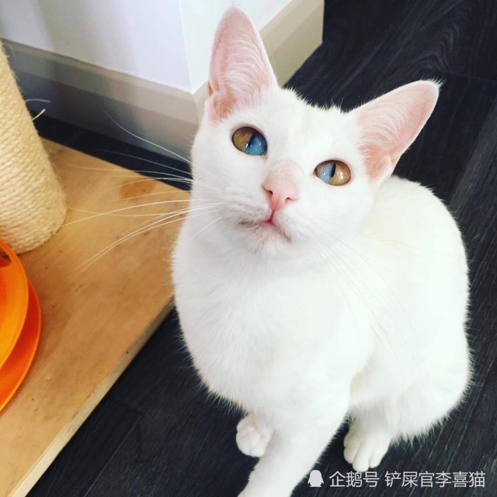 猫咪都是波斯猫?显然不是,虹膜异色症跟品种没