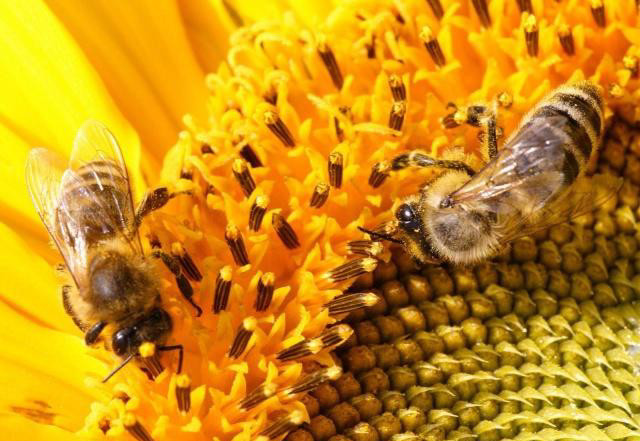 如果蜂后死了,剩下的蜜蜂们会怎么做?答案你可能不敢相信