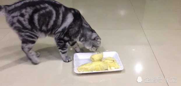 主人故意给猫咪闻榴莲,猫咪闻后反应绝了,喵:这