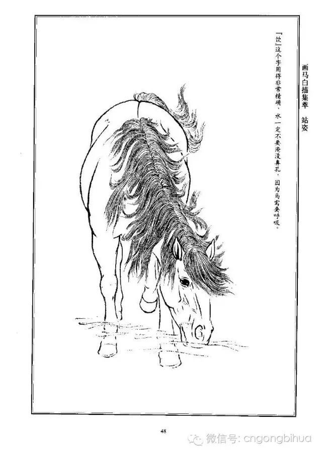 书画联盟丨画马白描集萃