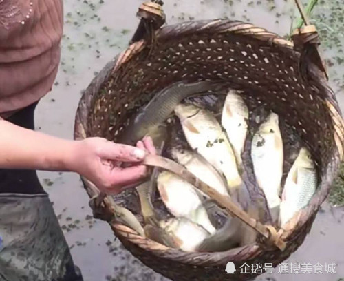 不分配人口田_人口普查