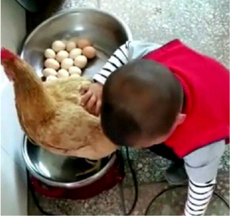 幼儿园儿子要炖鸡肉,鸡很配合,妈妈看到这