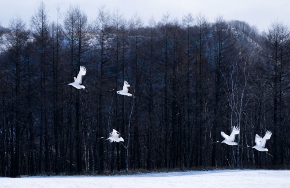 庄子:人生态度不强加于人