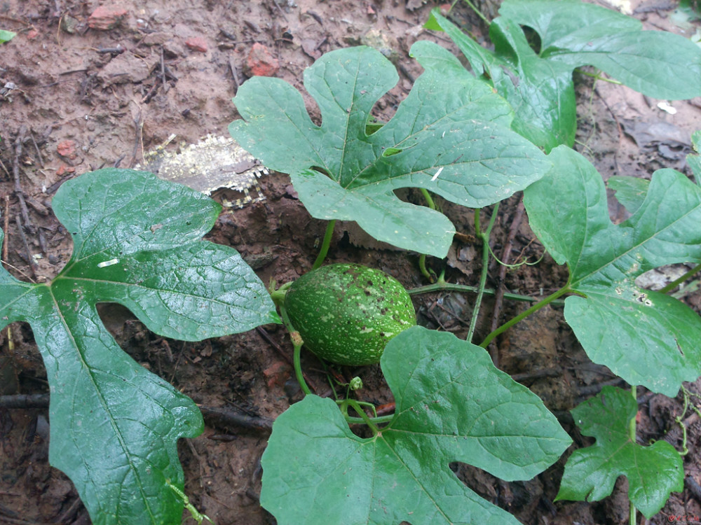 农村一种植物,人称"药瓜",酷似"南瓜",根和果实价值