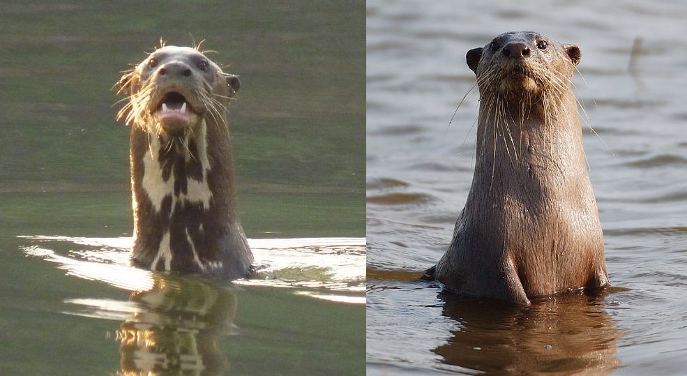江獭的英文名是smooth-coated otter(有不靠谱机翻为"光滑涂层水獭")