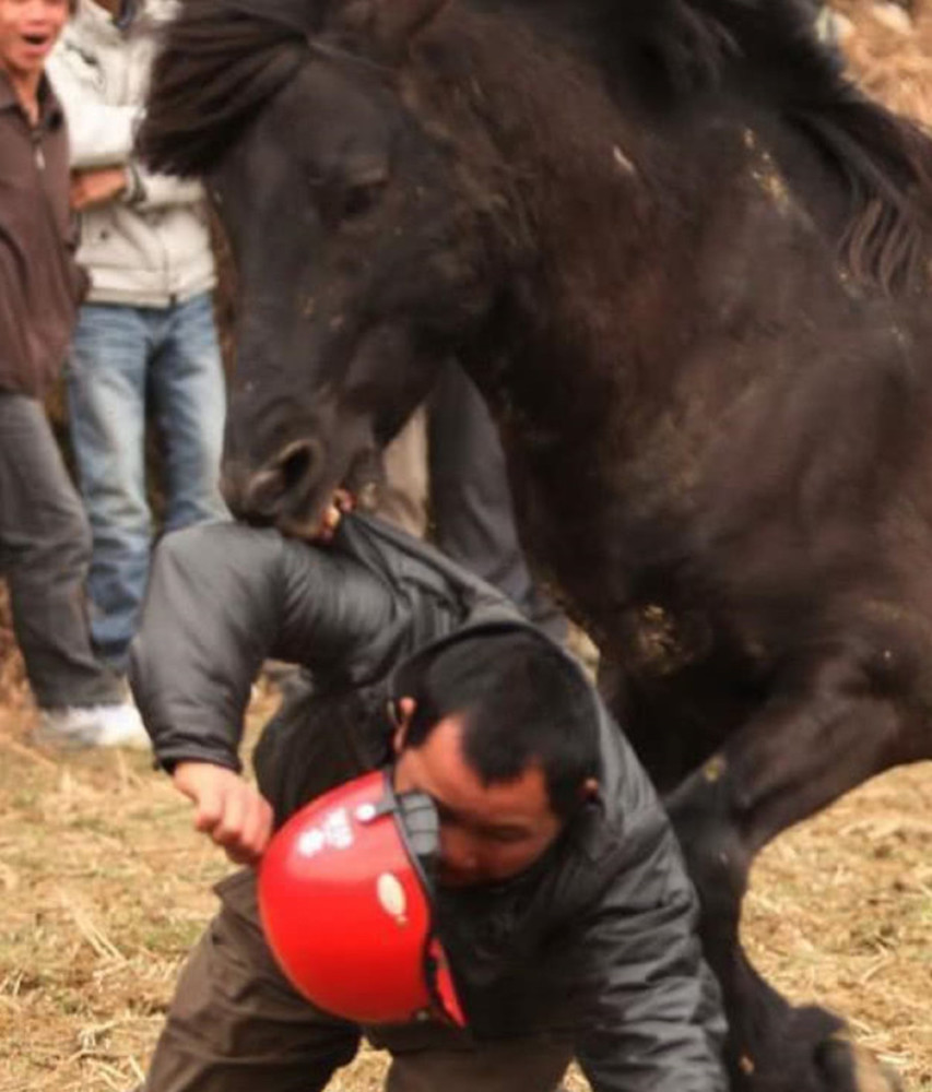 男子被失控马匹疯狂攻击,一匹英雄马出现了,急