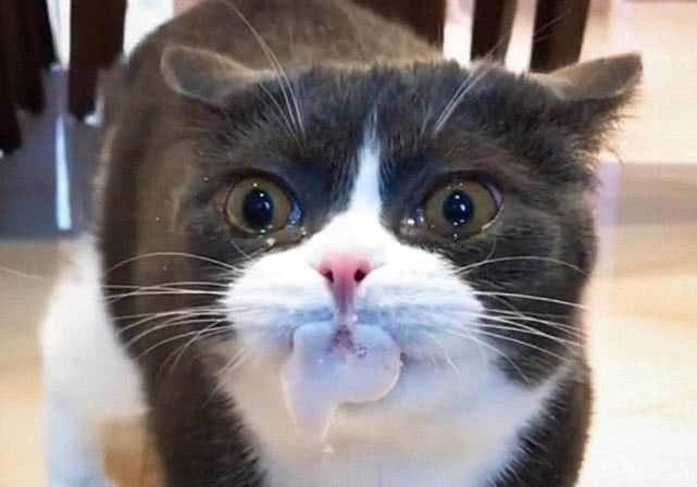 猫咪突然口吐白沫,主人却在旁边笑不停,知道隐情网友也笑了
