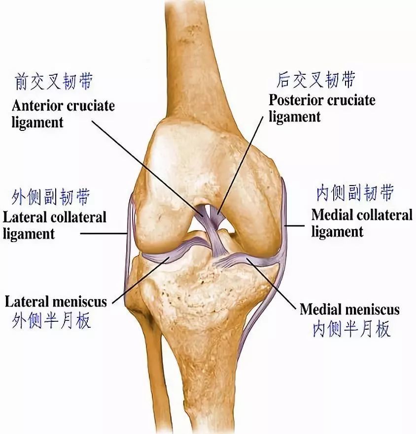 比如膝关节的前后交叉韧带, 内外侧副韧带.