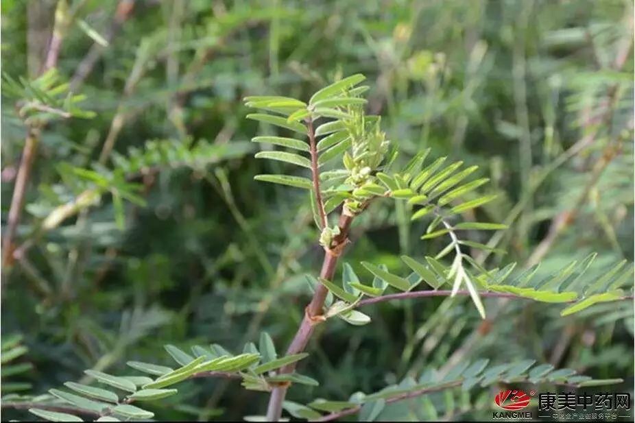 科普本草之红芪图文