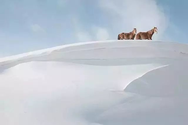 有一种雪,叫新疆的雪!