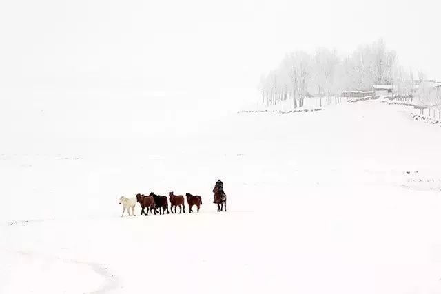 有一种雪,叫新疆的雪!