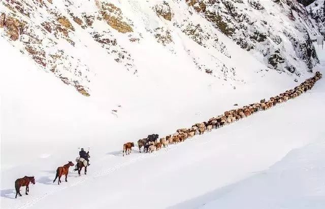 有一种雪,叫新疆的雪!