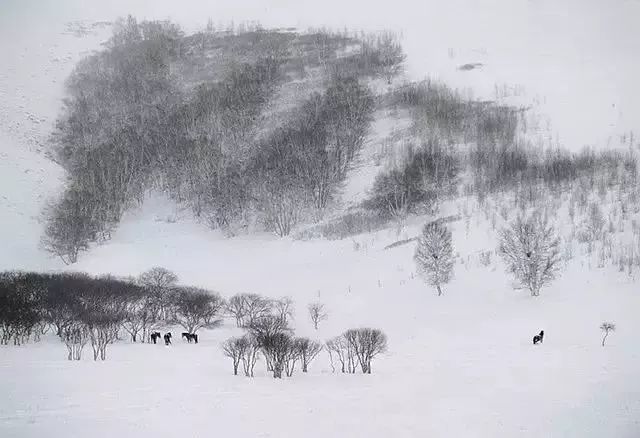 有一种雪,叫新疆的雪!