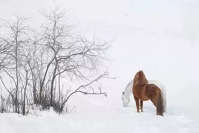 有一种雪,叫新疆的雪!